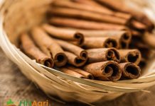 indian-cinnamon-unveiled-aromatic-delights-from-the-land-of-spices-1